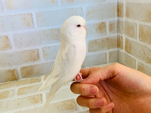 ジャンボセキセイインコ