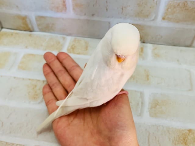 ジャンボセキセイインコ