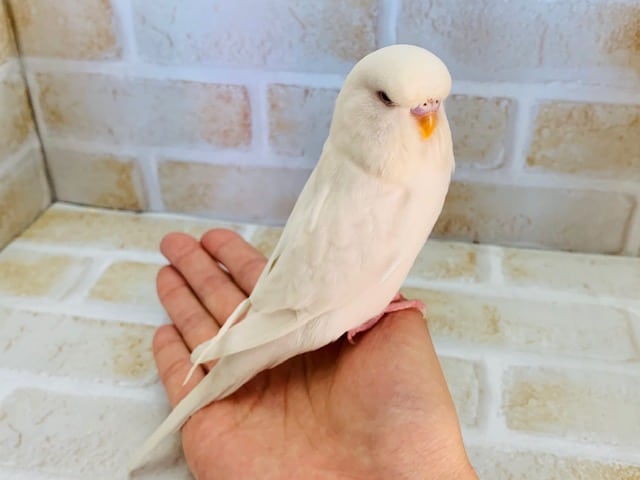 ジャンボセキセイインコ