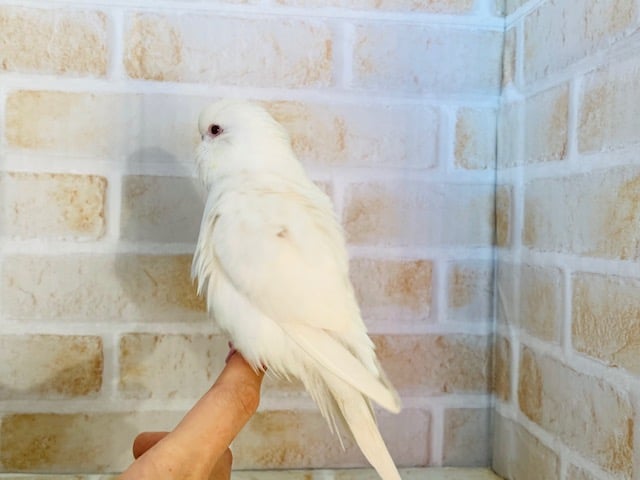 ジャンボセキセイインコ