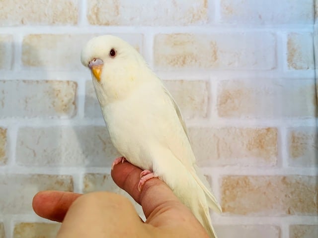 ジャンボセキセイインコ