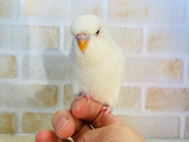 ジャンボセキセイインコ