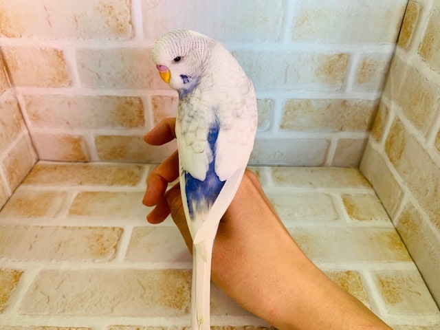 ジャンボセキセイインコ