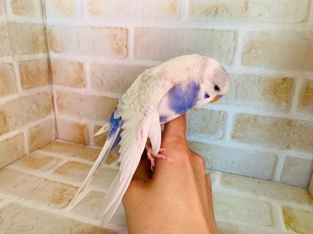 ジャンボセキセイインコ