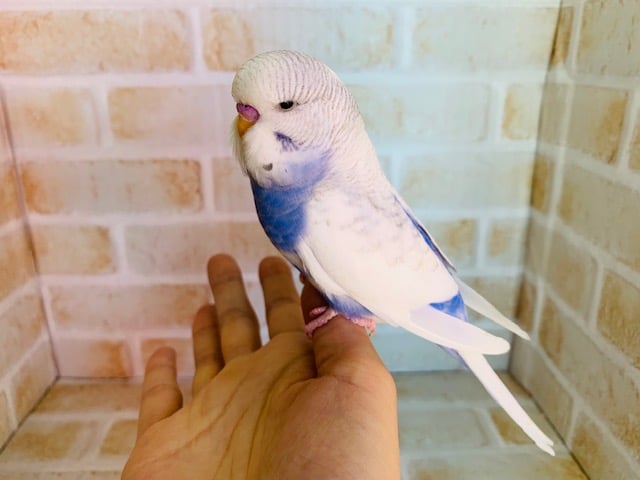 ジャンボセキセイインコ