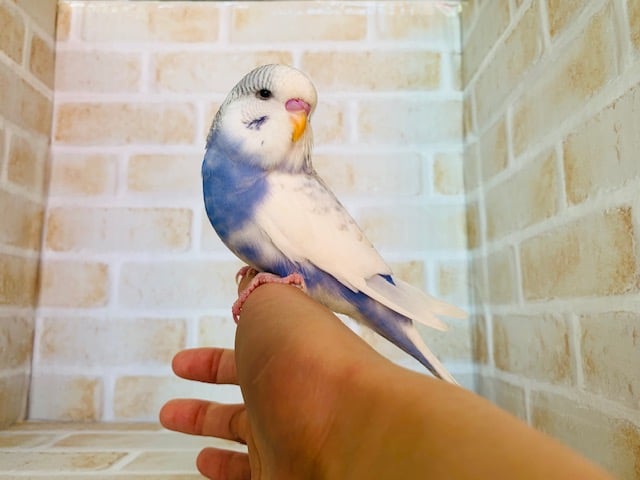 ジャンボセキセイインコ