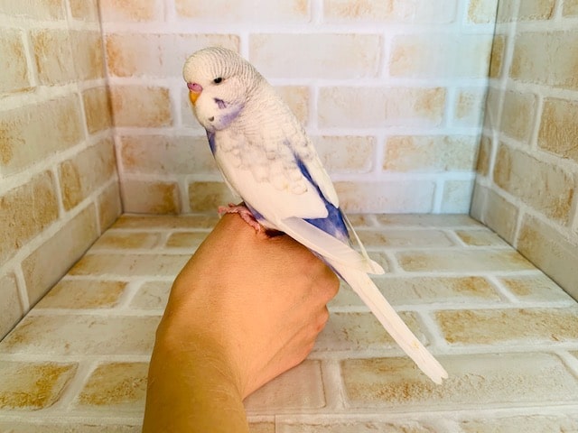 ジャンボセキセイインコ