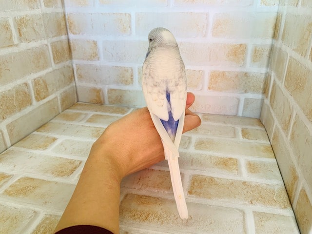 ジャンボセキセイインコ