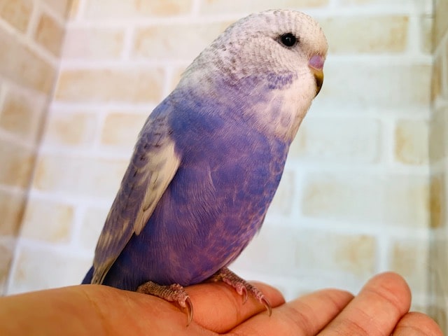 ジャンボセキセイインコ