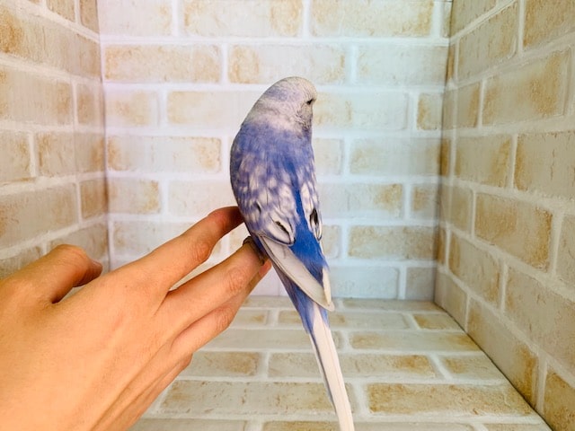 ジャンボセキセイインコ