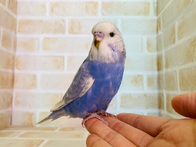 ジャンボセキセイインコ