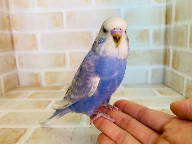 ジャンボセキセイインコ