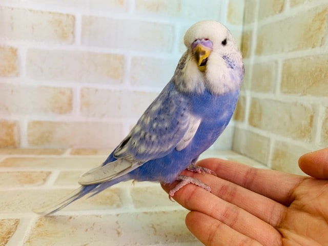 ジャンボセキセイインコ