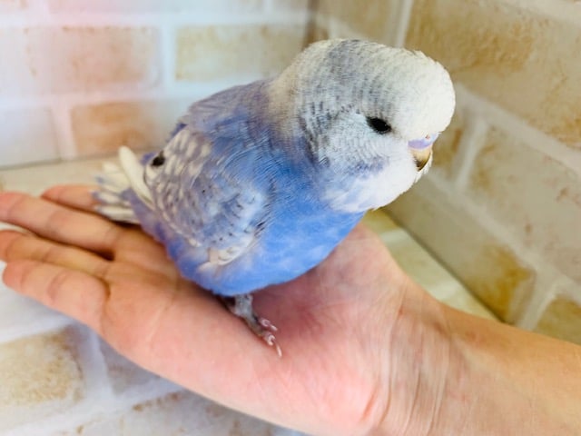 ジャンボセキセイインコ