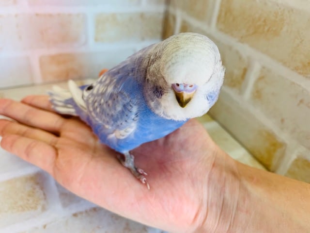 大きい頭を持ってるジャンボセキセイさん! ジャンボセキセイインコ