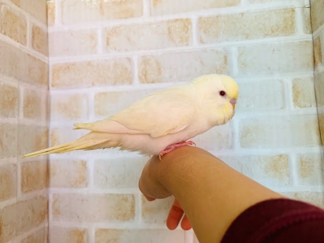 ジャンボセキセイインコ