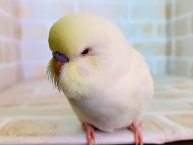 ジャンボセキセイインコ