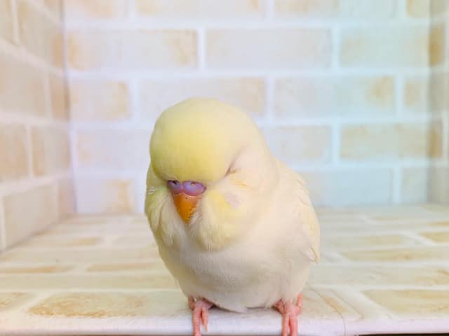 ジャンボセキセイインコ