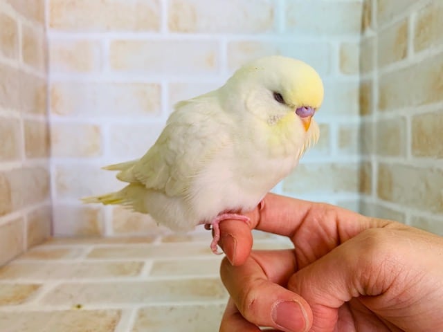 ジャンボセキセイインコ