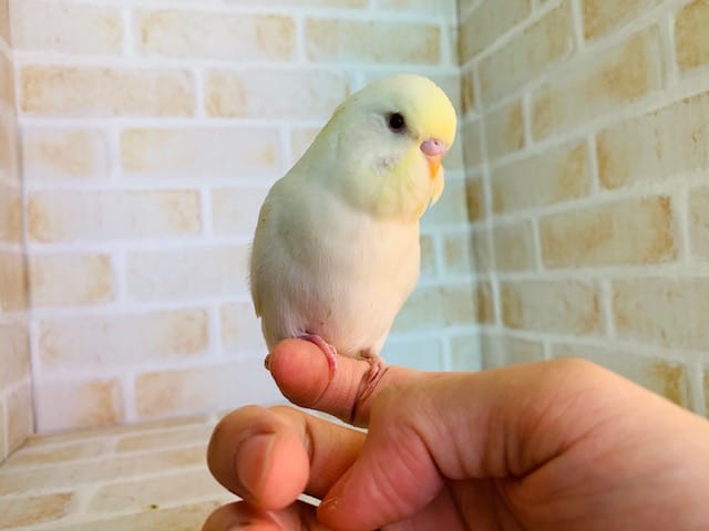ジャンボセキセイインコ