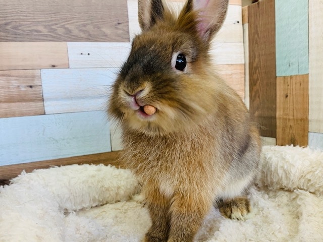 ライオンラビット