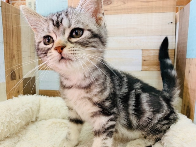 アメリカンショートヘア