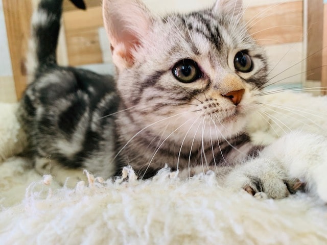 アメリカンショートヘア