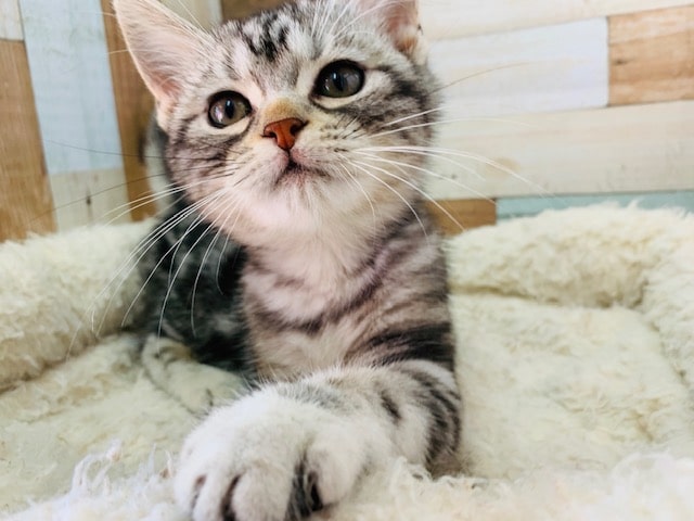 アメリカンショートヘア