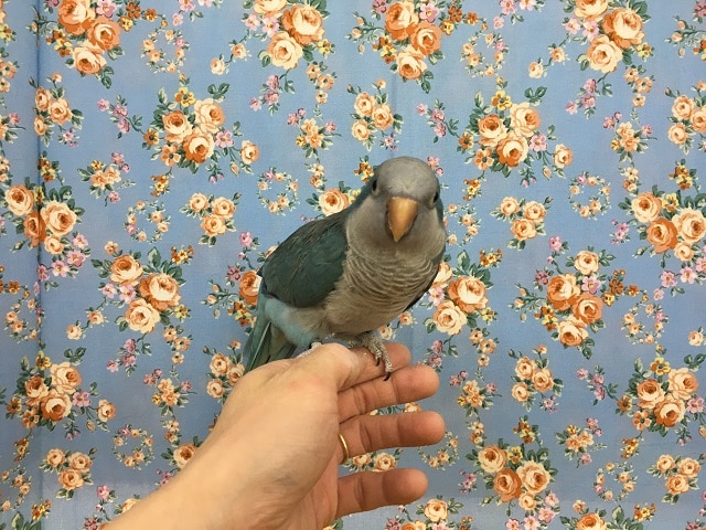 オキナインコ