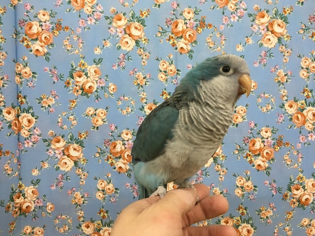 オキナインコ