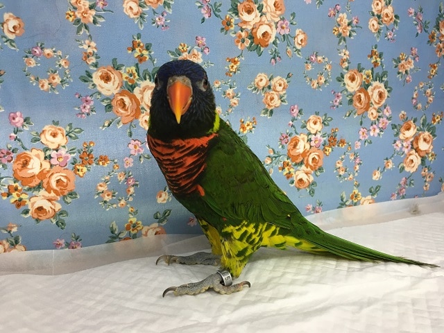 ゴシキセイガイインコ