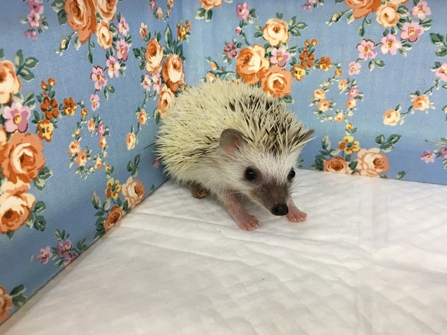 ハリネズミ（ヨツユビハリネズミ）