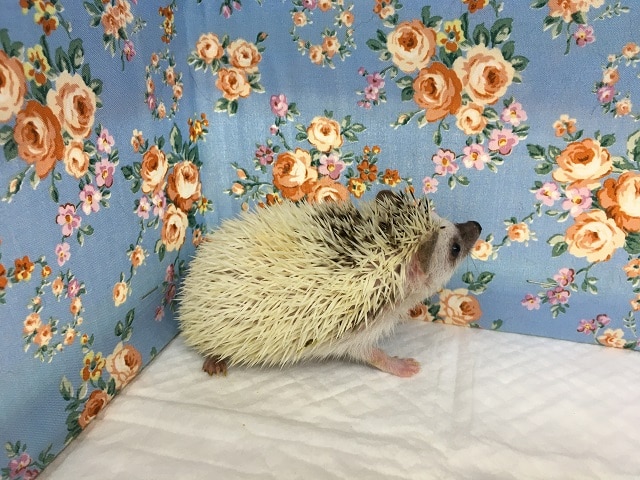 ハリネズミ（ヨツユビハリネズミ）