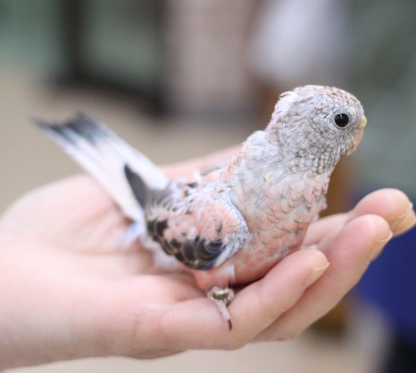 アキクサインコ（秋草インコ）