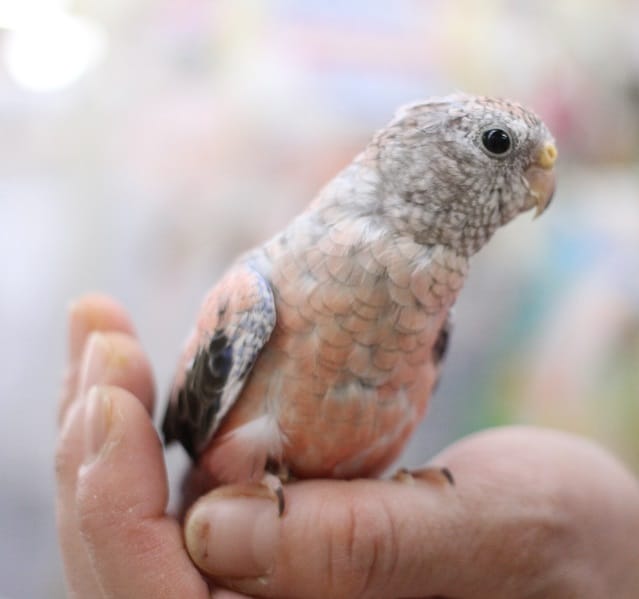 アキクサインコ（秋草インコ）