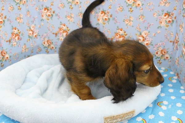 ミニチュアダックス