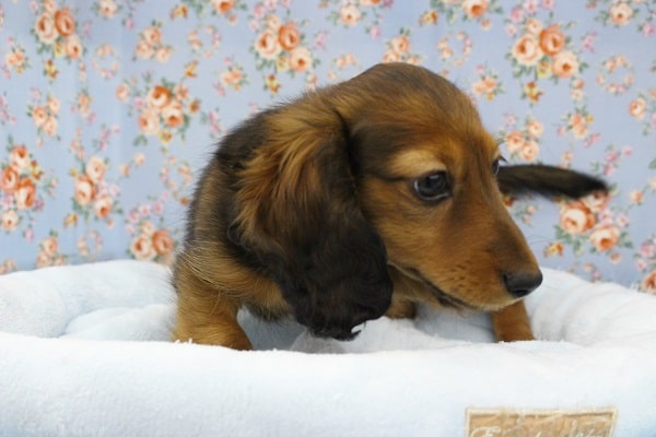 ミニチュアダックス