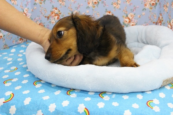 ミニチュアダックス