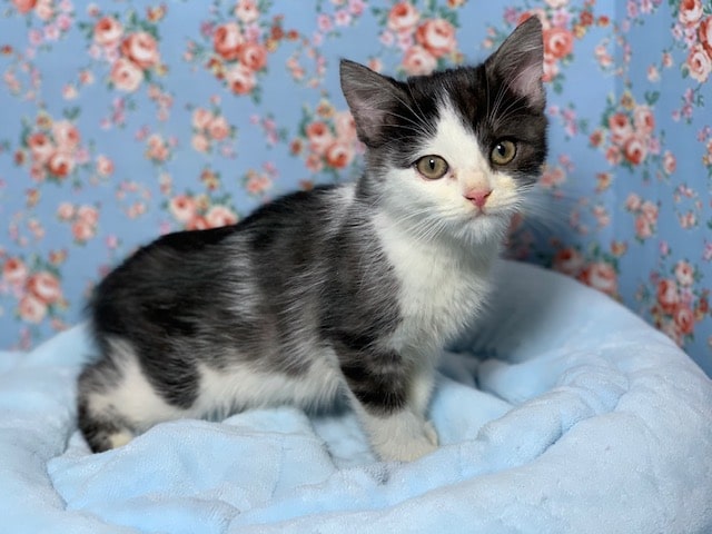 スコティッシュフォールド