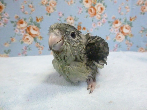 サザナミインコ