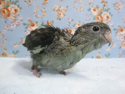 サザナミインコ