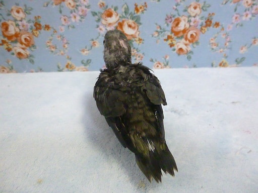 サザナミインコ