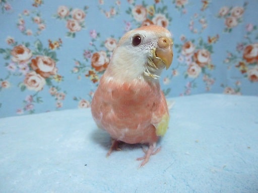 アキクサインコ（秋草インコ）