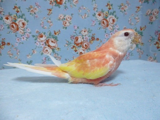 アキクサインコ（秋草インコ）