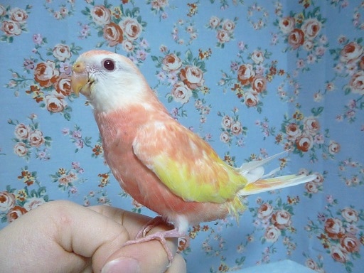 アキクサインコ（秋草インコ）
