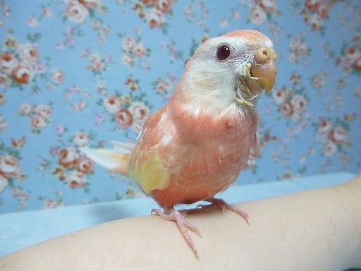 アキクサインコ（秋草インコ）