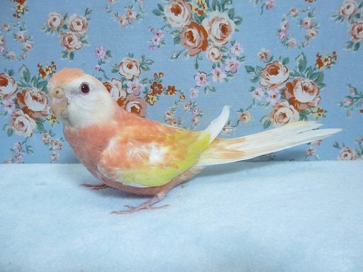 アキクサインコ（秋草インコ）