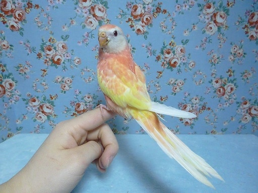 アキクサインコ（秋草インコ）