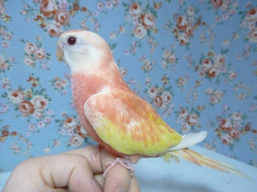 アキクサインコ（秋草インコ）