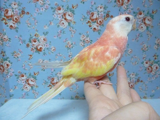 アキクサインコ（秋草インコ）